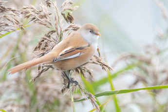 обоя животные, синицы,  лазоревки, птица