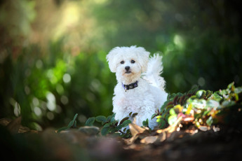 Картинка животные собаки собака