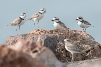 обоя животные, вальдшнепы,  кроншнепы,  бекасы, птицы