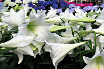 Картинка цветы лилии +лилейники