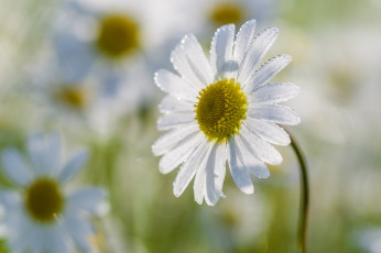 Картинка цветы ромашки ромашка