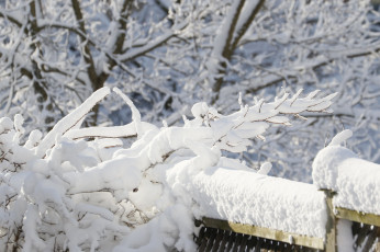 Картинка природа зима снег