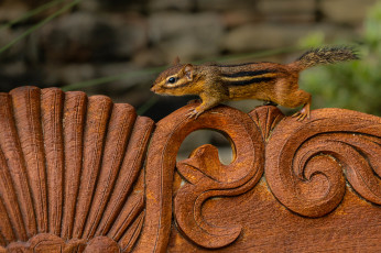 обоя животные, бурундуки, грызун