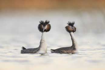 Картинка животные чомги+ поганки чомги