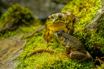обоя животные, лягушки