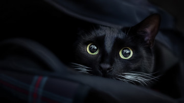 Картинка животные коты кот кошка