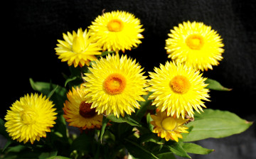 обоя цветы, бессмертник, жёлтые