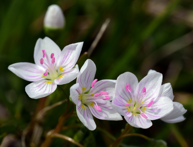 Обои картинки фото цветы, луговые , полевые,  цветы