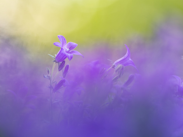 Обои картинки фото цветы, колокольчики, боке
