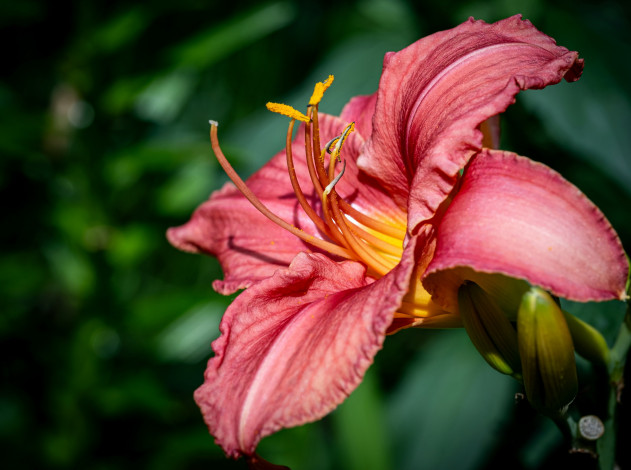 Обои картинки фото цветы, лилии,  лилейники, лилейник