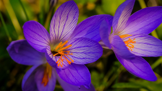 Обои картинки фото цветы, крокусы, весна