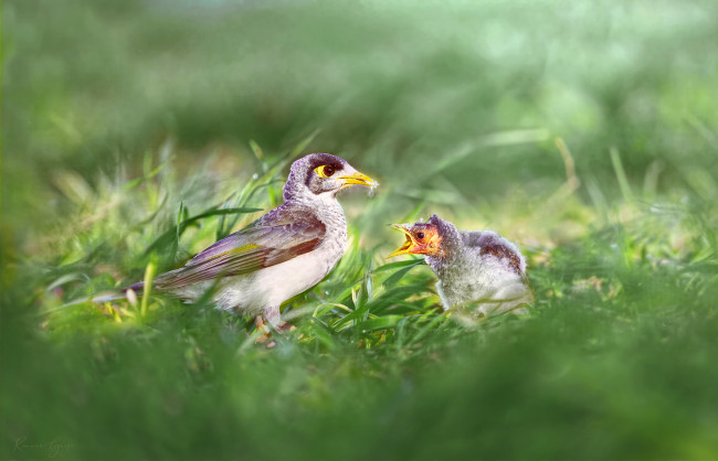 Обои картинки фото животные, птицы