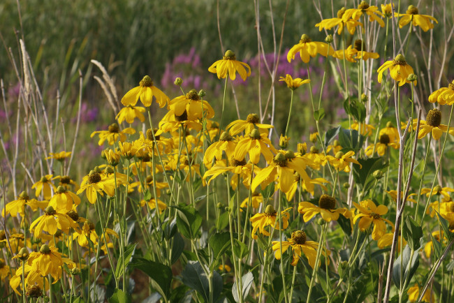 Обои картинки фото цветы, рудбекия, лето