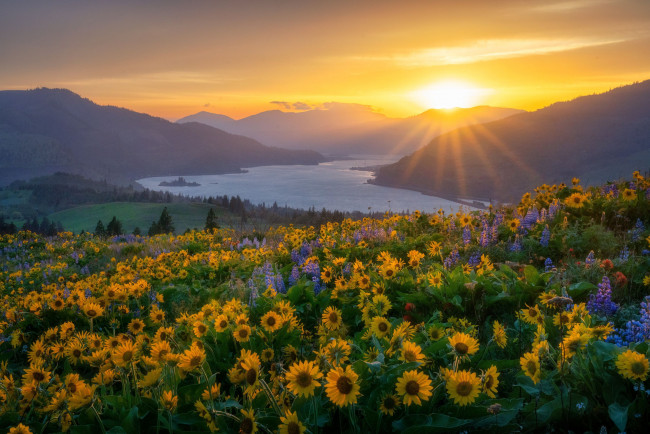 Обои картинки фото природа, восходы, закаты, ущелье, реки, колумбия, река, подсолнухи