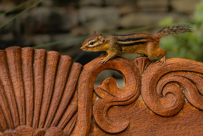 Обои картинки фото животные, бурундуки, грызун