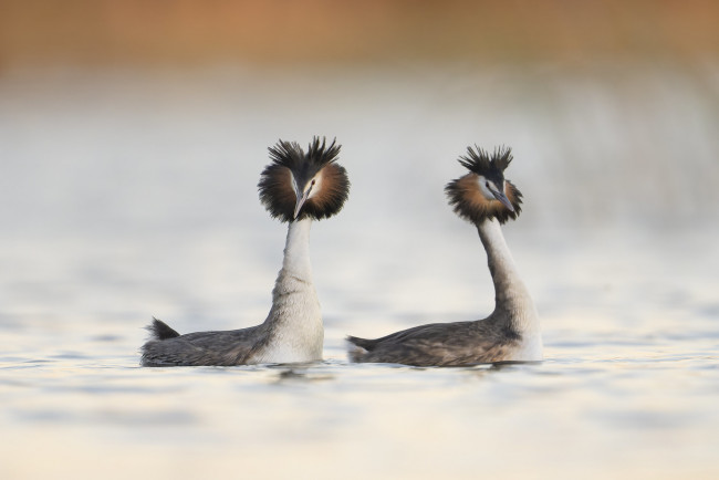 Обои картинки фото животные, чомги , поганки, чомги