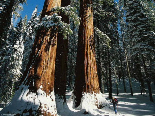 Картинка спорт лыжный