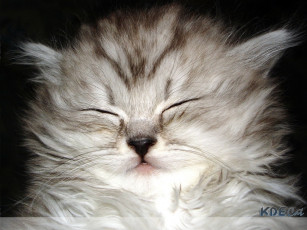 Картинка животные коты