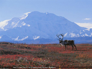 Картинка животные олени