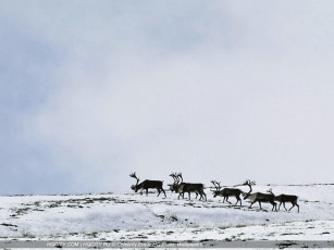 Картинка животные олени