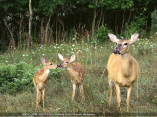 Картинка животные олени