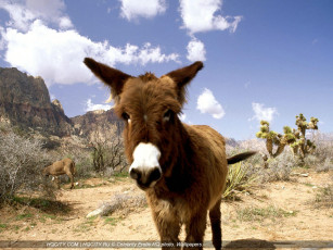 Картинка животные ослы