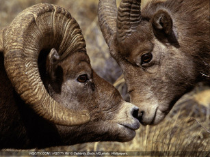 Картинка животные овцы бараны