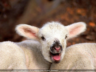 Картинка животные овцы бараны