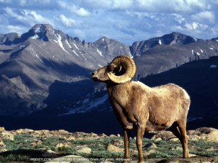 Картинка животные овцы бараны