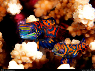 Картинка животные рыбы