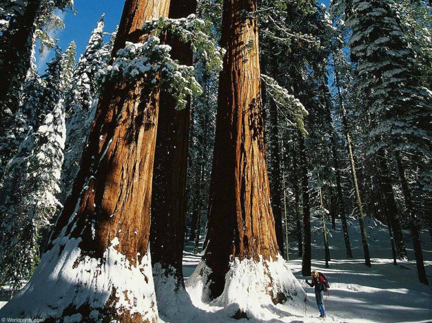 Обои картинки фото спорт, лыжный