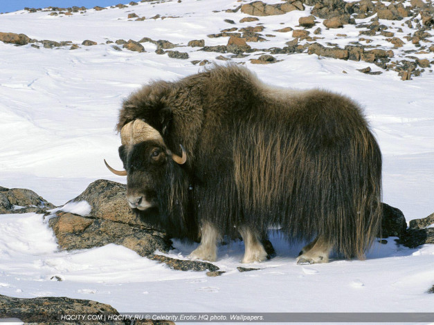 Обои картинки фото животные, коровы, буйволы