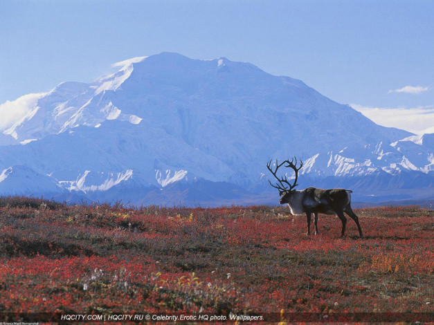 Обои картинки фото животные, олени