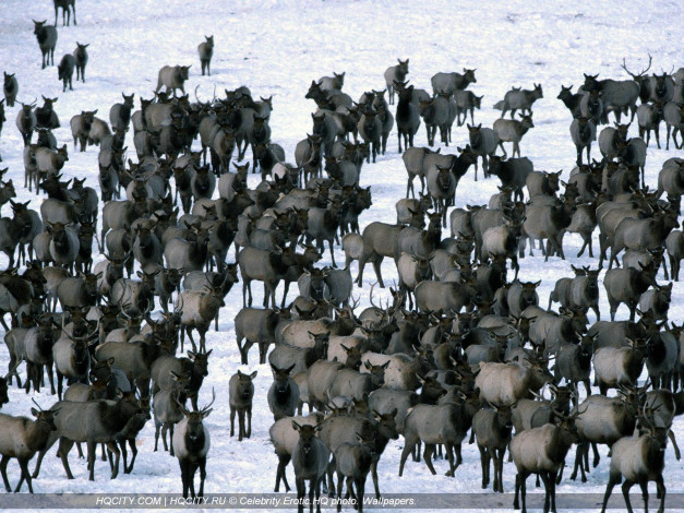 Обои картинки фото животные, олени