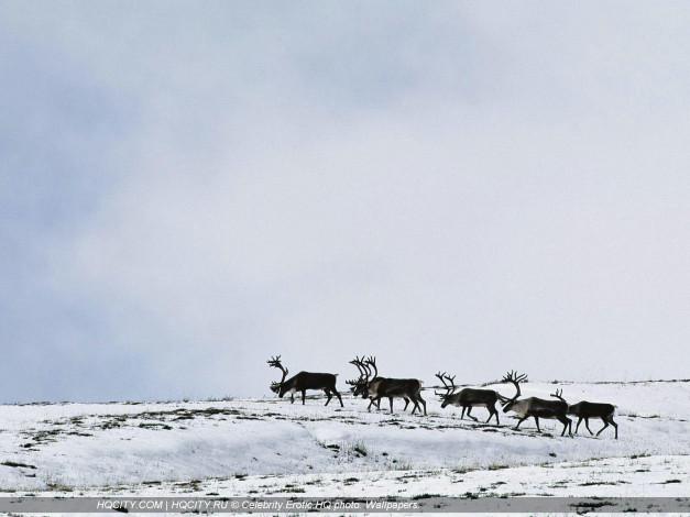 Обои картинки фото животные, олени