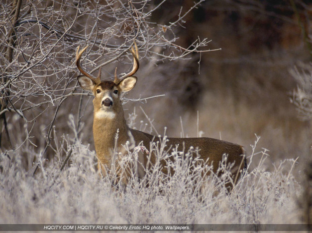 Обои картинки фото животные, олени