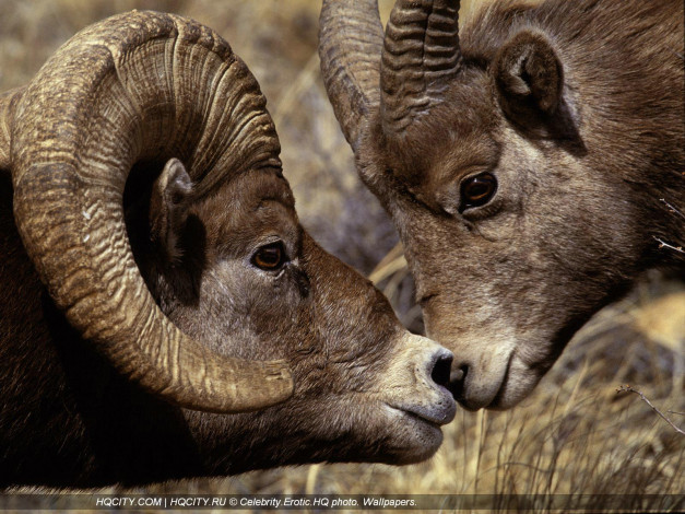 Обои картинки фото животные, овцы, бараны