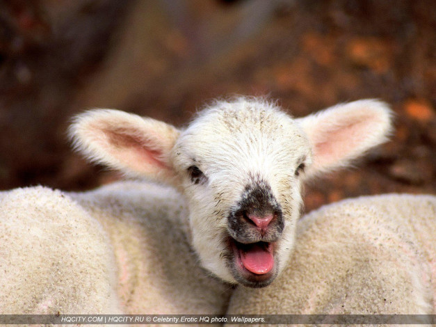 Обои картинки фото животные, овцы, бараны