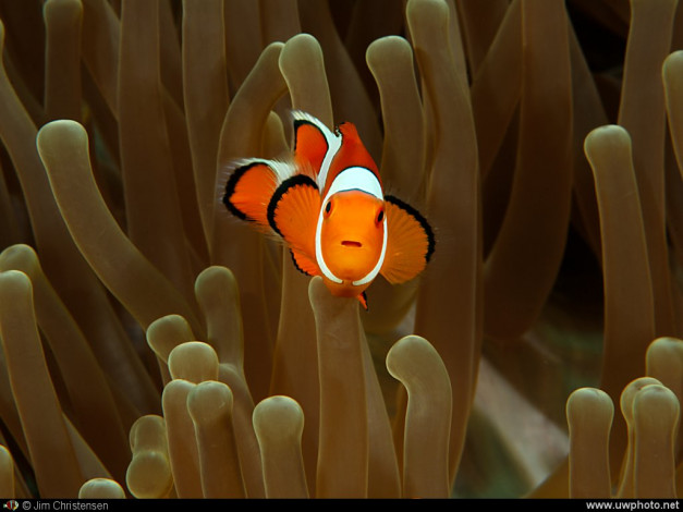 Обои картинки фото животные, рыбы