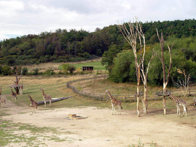 Обои картинки фото животные, жирафы