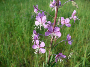 Картинка цветы луговые полевые
