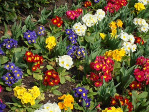 Картинка цветы примулы