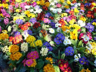 Картинка цветы разные вместе