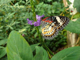 Картинка животные бабочки