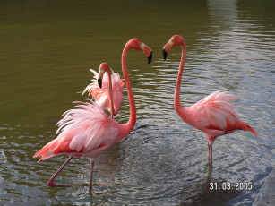 Картинка животные фламинго