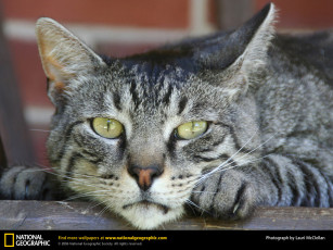 Картинка животные коты