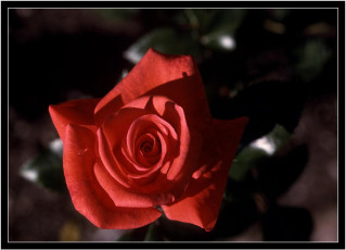 Картинка цветы розы