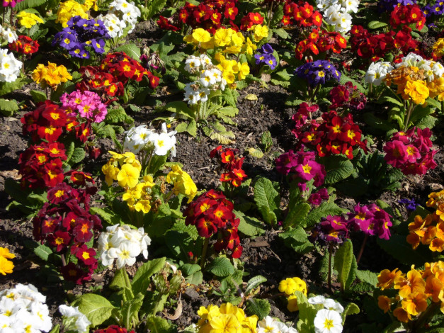 Обои картинки фото цветы, примулы