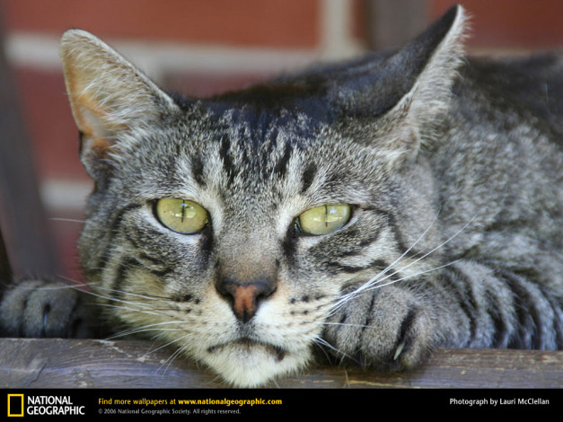 Обои картинки фото животные, коты