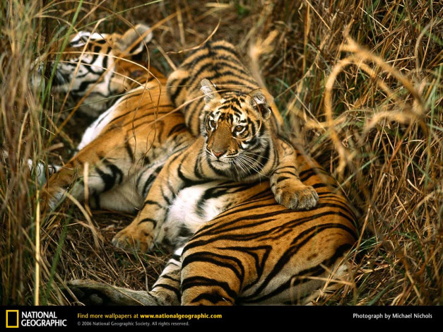 Обои картинки фото животные, тигры